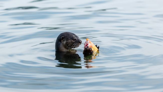 With lockdowns imposed during the Covid-19 pandemic, wild animals have ventured into once-bustling urban spaces. With lockdowns imposed during the Covid-19 pandemic, wild animals have ventured into once-bustling urban spaces.